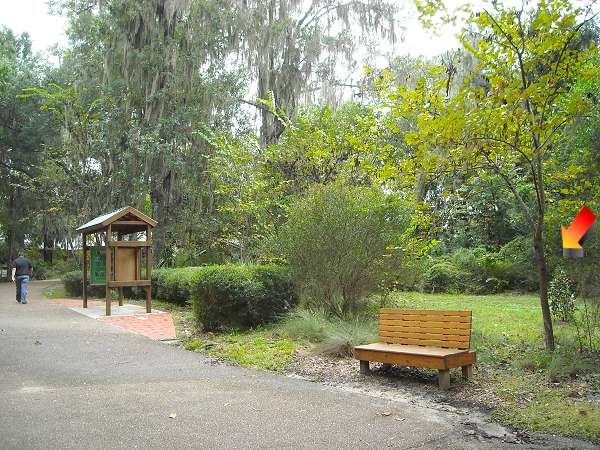 Jasons Tree at Rainbow Springs
